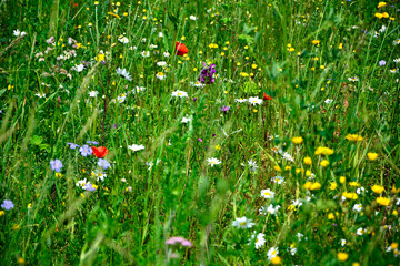 łąka kwietna z kolorowymi kwiatami, kolorowe kwiaty polne, kwiaty dla owadów zapylających, a flower meadow with colorful flowers, 