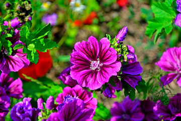 Ślaz maurytański , ślaz dziki, Malva sylvestris var. mauritiana, dzika malwa, common mallow,...