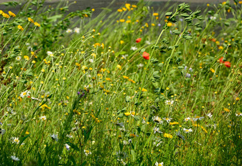 łąka kwietna z kolorowymi kwiatami, kolorowe kwiaty polne, kwiaty dla owadów zapylających, a flower meadow with colorful flowers,  © kateej