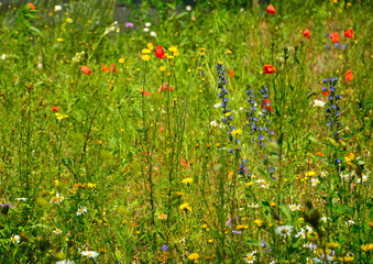 łąka kwietna z kolorowymi kwiatami, kolorowe kwiaty polne, kwiaty dla owadów zapylających, a flower meadow with colorful flowers, 