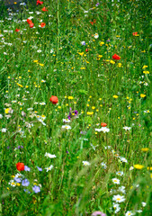 łąka kwietna z kolorowymi kwiatami, kolorowe kwiaty polne, kwiaty dla owadów zapylających, a flower meadow with colorful flowers,  © kateej