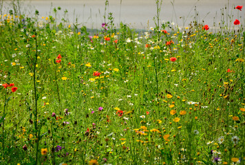 łąka kwietna z kolorowymi kwiatami, kolorowe kwiaty polne, kwiaty dla owadów zapylających, a flower meadow with colorful flowers,  © kateej