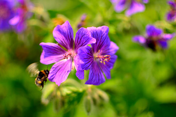 bodziszek wspaniały, fioletowe kwiaty bodziszka, kwitnący bodziszek na rozmytym tle, Geranium × magnificum, geranium blossom