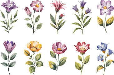 Watercolor Anemone Flowers Hand-Painted  Purple Floral Clipart Set with Green Leaves, Isolated on White Background.