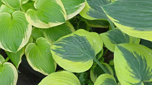 Close-up of vibrant variegated hosta leaves in shades of green and yellow-cream, with delicate raindrops clinging to their surface.