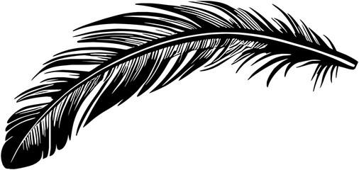Obraz premium Feathers Vector