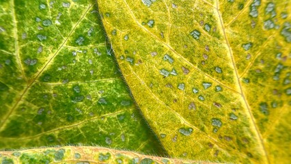 Macro photography with focus on structure and veins. Suitable for educational materials, design and...