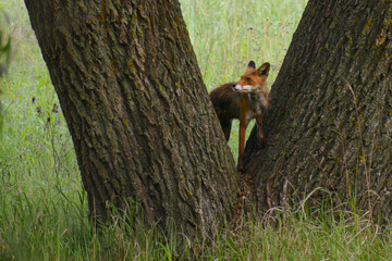 red fox in the forest