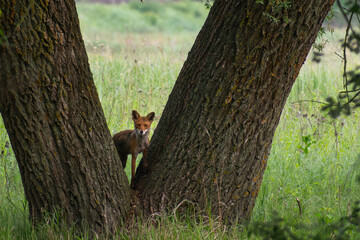 fox in the forest