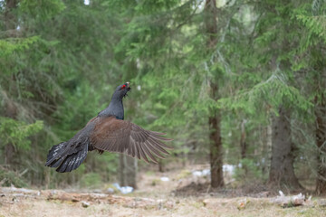 Majestic Western Capercaillie in flight among dense forest foliage showcasing its vibrant plumage