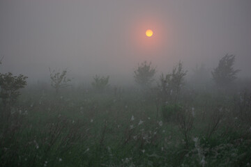 morning mist in the forest