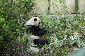 Giant pandas, China's most important protected animals, are well-cared for in a wild-like environment at the Panda Zoo in Sichuan Province, China.