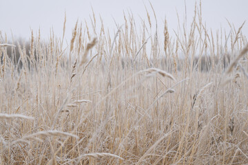 The winter background is dry frozen grass in the morning hoarfrost in cloudy weather