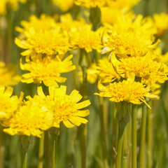 A clearing of bright yellow flowers in a green meadow