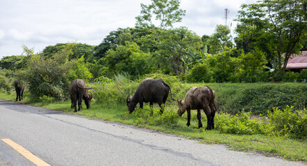 Thai buffaloes are grazing on the side of the road.