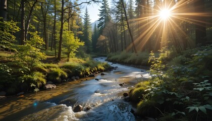 A clear stream meandering through a forest in the sun