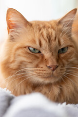 窓辺でくつろぐ可愛い猫　茶トラ