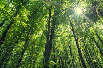 Dense forest, trees. Sun rays, green leaves, grass.