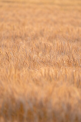 陽に照らされて輝く麦畑