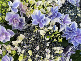 Double-Petaled Hydrangea with Purple and Blue Gradient - A vibrant cluster of double-petaled hydrangeas in shades of purple, blue, and creamy white.