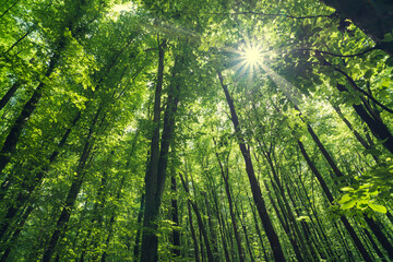 Dense forest, trees. Sun rays, green leaves, grass.