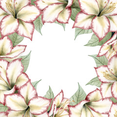 Watercolor Christmas flowers square frame with copy space. New Year hand drawn greeting card template for winter holidays with Amaryllis traditional plants. Hippeastrum bouquet floral clip art