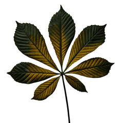 Detailed close-up of horse chestnut leaf