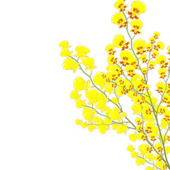 オンシジューム