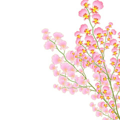 オンシジューム