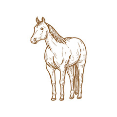 Detailed Sketch of a Horse