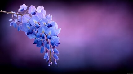 Delicate Purple Blossoms Against a Soft Pink and Purple Background