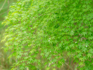 モミジの新緑に桜の花びら。爽やかな風景。日差しでボケた風景。