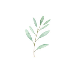 Fototapeta premium Fresh green leaves and a spring branch of a plant or tree are isolated on white, showcasing nature's botanical growth and vibrant foliage