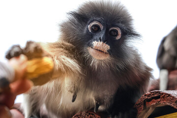 Gentle bond - human sharing food with a dusky leaf monkey