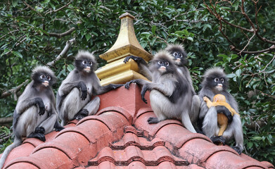 Spectacled langur family with golden baby focused on one point — expressive eyes create a dramatic scene