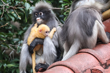 Social bonding and infant care among wild dusky leaf monkeys