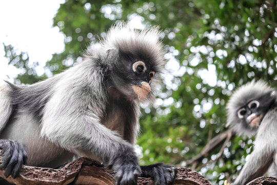 Close-up of a spectacled langur on a temple roof with another langur nearby