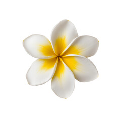 White tropical frangipani blossoms, also known as plumeria, isolated beautifully on a clean background, evoke a sense of spa-like tranquility and exotic floral beauty
