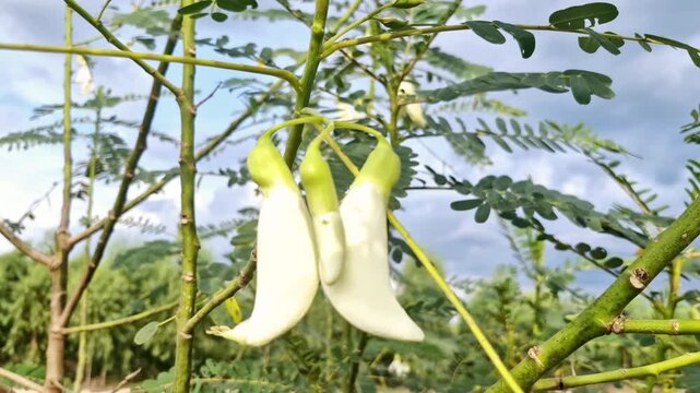 Agasta Sesbania grandiflora (L.) Pers
