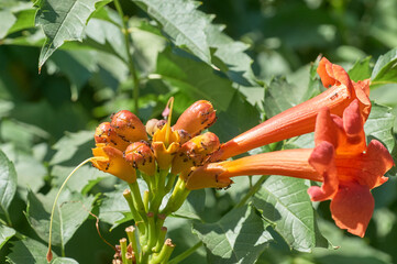 The flowers of Honeysuckle Capensis, or Tecoma capensis, a species of Trumpet bush in the ant garden