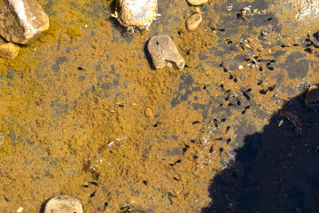 Tadpoles in a shallow rock pool in the Yorkshire Dales, England. Dozens of young amphibians swim in...