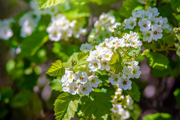 White hawthorn flowers on a green natural background
