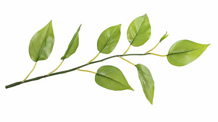 Fototapeta premium Green Leaves On Branch Against White Background
