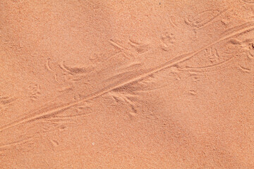 Animal track on the sand, red Aztec Sandstone outcrops. Rainbow Vista Trailhead, Valley of Fire State Park, Clark County, Nevada geology. desert iguana (Dipsosaurus dorsalis) 