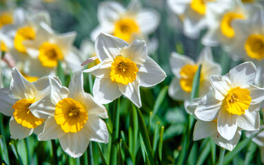 White daffodils on a green natural background
