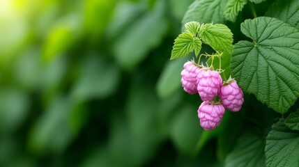 Fresh Berries Growing on a Plant Surrounded by Lush Green Leaves in a Natural Setting