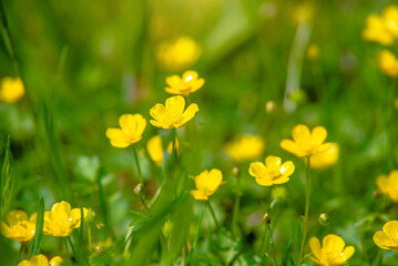 yellow buttercups grow in the meadow in summer
