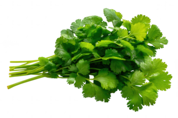 Fresh cilantro bunch isolated on transparent background, vibrant green leaves