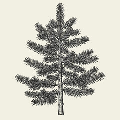 Pine Tree Silhouette Vector Set Featuring Natural Forest Elements.