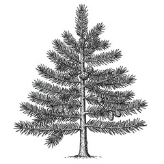 Pine Tree Silhouette Vector Set Featuring Natural Forest Elements.